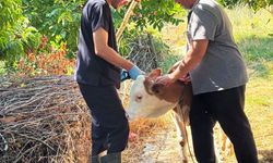 Şaphane'de büyükbaş hayvanlara kimliklendirme çalışması