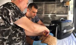 Savaştepe'de can dostlara bakım ve tedavi