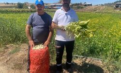 Şeker fasulye yüzleri güldürdü