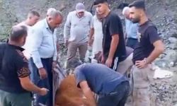 Siirt'te dağda mahsur kalan büyükbaş hayvan telef oldu