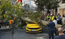 Şişli'de araçların üzerine devrilen çınar ağacı kaldırıldı