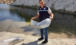 Soma'da baraj ve göletlere 250 bin yavru sazan bırakıldı