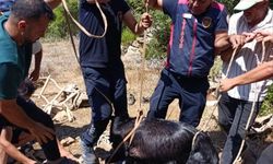 Su kuyusuna düşen keçi itfaiyenin operasyonuyla kurtarıldı