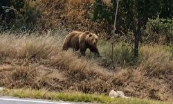 Subaşı beldesinde bozayı paniği