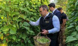 Tescilli Pazaryeri Boncuk Fasulyesi'nde hasat sezonu başladı