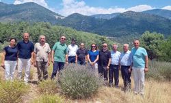 Tıbbi ve Aromatik Bitkileri yerinde inceleme