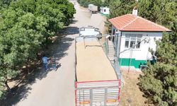 Tomarza'da hububat alımları sürüyor