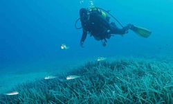 Türkiye'nin ilk Deniz Milli Parkı Fethiye-Kaş ve Kuzey Ege sınırlarında