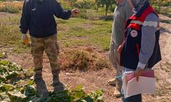 Turşuluk salatalık üretim alanlarında tarım ilacı kontrolleri sürüyor