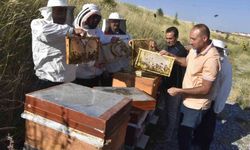 Üniversitenin arı işletmesinde bal hasadı başladı