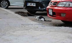 Uzmanından kritik kuduz uyarısı: Kedi tırmalamasıyla da bulaşabilir