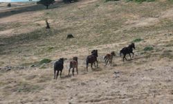 Yaban hayatının simgelerinden olan yılkı atları, yaylalarda görüntülendi