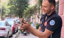 Yağmur suyu giderine sıkışan kediyi itfaiye kurtardı