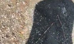 Yakaladığı yılanla arkadaşını kovaladı