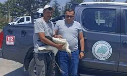 Yaralı leylek koruma altına alındı