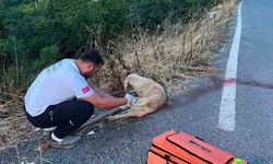 Yolda yaralı köpeğe ilk müdahaleyi sağlık ekipleri yaptı