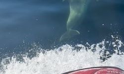 Yunuslar jet ski'nin peşine takıldı: Marmara'da renkli anlar