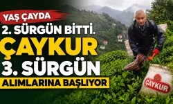 ÇAYKUR 3. Sürgün Yaş Çay Alımlarına Başlıyor