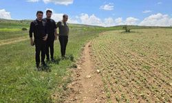 Gümüşhane’de Karabuğday İçin Yeni Kalkınma Hamlesi