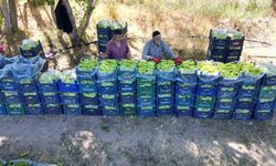 86 yaşındaki adam yetiştirdiği biberlerle bölgenin ihtiyacını karşılıyor