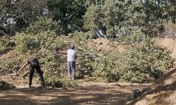 Adramytteion kazı alanında 6 tescilsiz meşe ağacı için kesim kararı çıktı