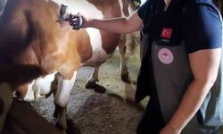 Afyonkarahisar'da şap hastalığıyla mücadele sürüyor