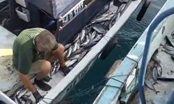 Akçakoca açıklarında palamut bereketi: Tekneler dolu dönüyor