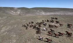 Akdağ'ın yılkı atları dronla görüntülendi