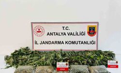 Alanya'da uyuşturucu operasyonunda 24 kök kenevir ve 2 kilo 642 gram esrar ele geçirildi