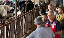 Altınözü'nde hastalıktan ari işletme sayısının artırılması için çalışma yürütülüyor