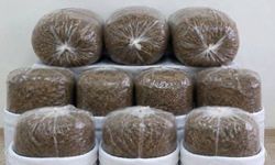 Antalya'da üç ilçede kaçak tütün operasyonu: 400 kilogram tütün ele geçirildi