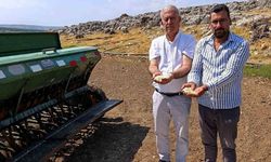 Araban sarımsağında zambak anaç tohum dönemi başlıyor