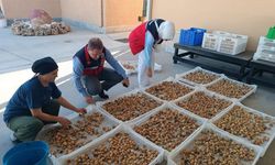 Aydın incirinin kalitesi için denetimler sürüyor