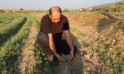 Aydın'da enginar fideleri toprakla buluşmaya başladı