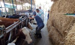 Aydın'da sonbahar şap aşısı kampanyası başladı
