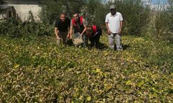 Aydıntepe şeker fasulyesi tarlada denetlendi