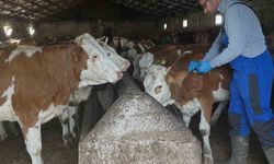 Aydıntepe'de şap aşılama çalışmaları Günbuldu ve Kavlatan'da yapıldı