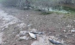 Ayvacık Barajı'nda toplu balık ölümleri