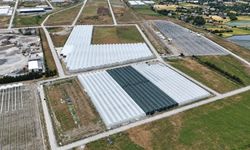 Bafra'da sera organize tarım bölgesinde doluluk yüzde 85'e ulaştı