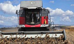 Bandırma'da kaymakam tarlaya indi, ayçiçeği hasadına katıldı