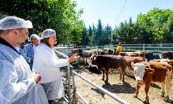 Belediye vatandaşın ucuz et ihtiyacı karşılamak için besi çiftliği kurdu