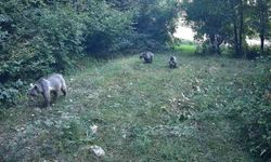 Bolu ormanlarında yaban hayvanları fotokapanlara yansıdı