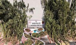 Bursa'da uyuşturucu operasyonu: 22 kilo 675 gram esrar ele geçirildi