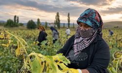 Çayırlı'da ayçiçeği tarlalarında hasat mesaisi