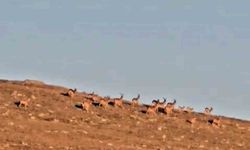 Çengel boynuzlu dağ keçi sürüsü, cerrahın objektifine yakalandı