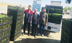 Cizre'de çiftçilere yüzde 75 hibeli fide desteği