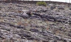 Dağ keçisi sürüsü seyir terası manzarasına dahil oldu