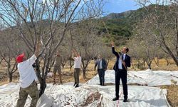 Datça'da badem hasadı sürüyor