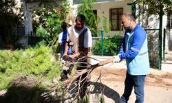 Didim'de budama çalışmaları devam ediyor