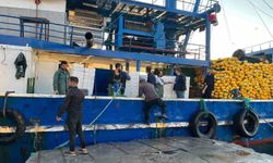 Didim'de hamsi kotası denetimleri sürüyor